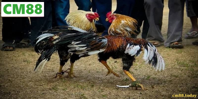 Giới thiệu tổng quan về Đá gà cựa dao