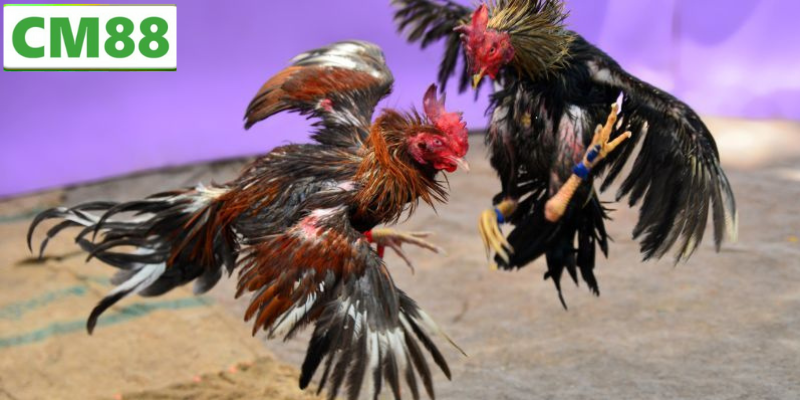 Hướng Dẫn Cách Chơi Đá Gà C1