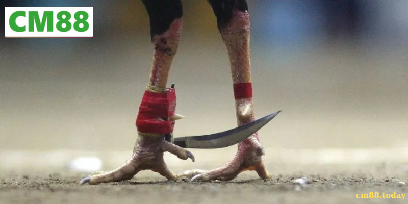 Lưu ý khi tham gia Đá gà cựa dao