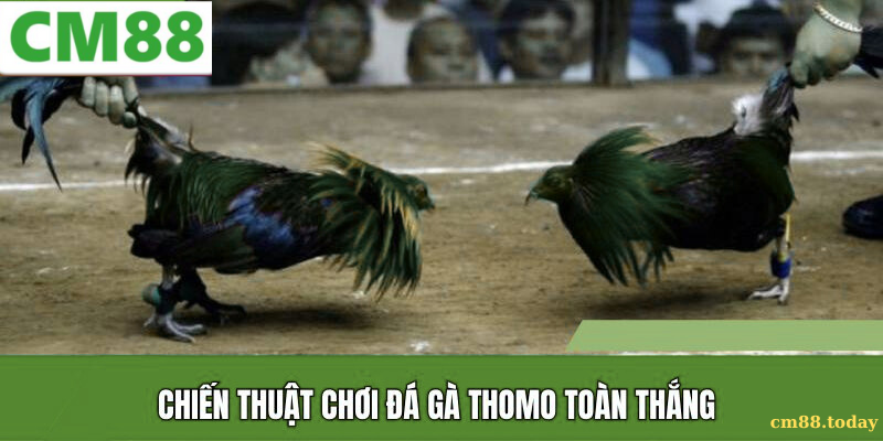 Mẹo tăng cơ hội thắng trong Đá gà thomo