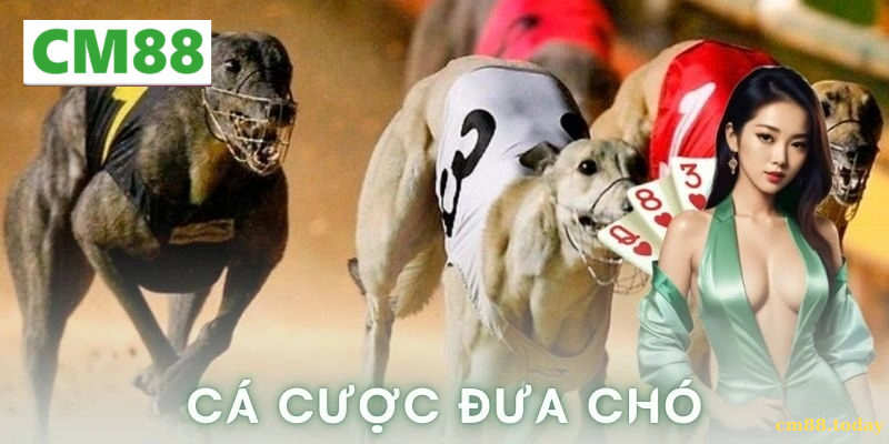 Phân tích chiến thuật của cao thủ cá cược đua chó